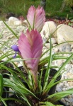 image of flower