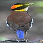 image of bird