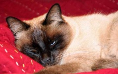 image of siamese #33