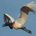 image of bird