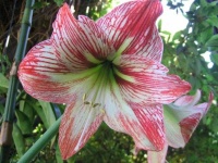 image of flower