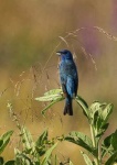 image of indigo_bunting