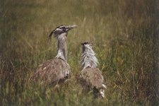 image of bustard