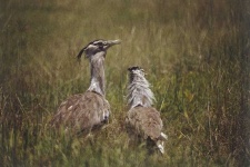 image of bustard #24