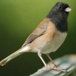 image of bird