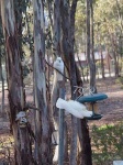 image of sulphur_crested_cockatoo #6