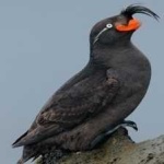 image of bird