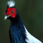 image of bird