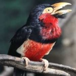 image of bearded_barbet #5