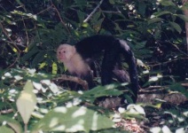 image of capuchin