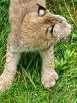 image of lynx