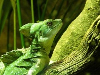 image of green_lizard