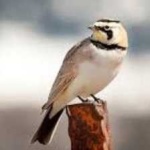 image of bird