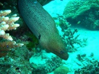 image of eel