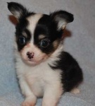 image of chihuahua