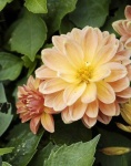 image of flower