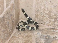 image of king_snake