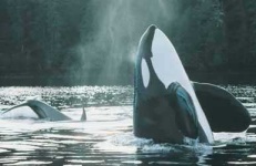 image of killer_whale #22