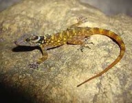 image of banded_gecko