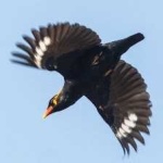 image of bird