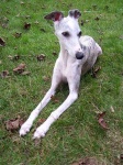 image of whippet #31