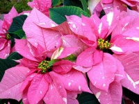 image of poinsettia #21