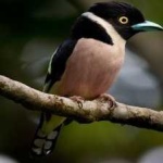image of bird
