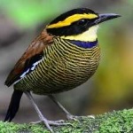 image of bird