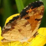 image of animal