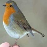 image of bird
