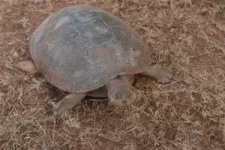 image of terrapin
