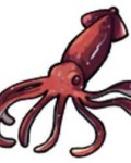image of animal