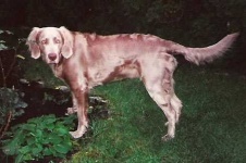 image of weimaraner #7