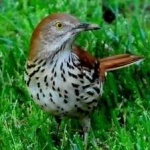 image of brown_thrasher #9