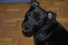 image of animal