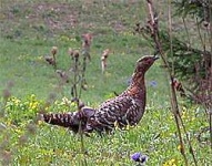 image of black_grouse #8