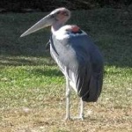 image of bird