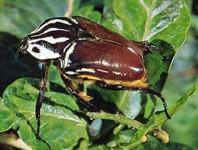 image of animal