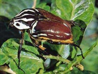 image of beetle #6