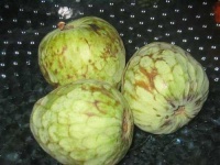 image of custard_apple #22