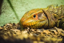 image of animal