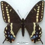 image of animal