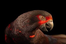 image of lory