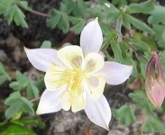 image of flower