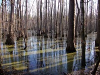 image of swamp