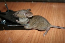 image of mousetrap