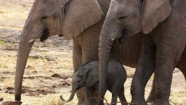image of animal