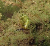 image of sea_slug #10