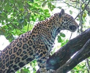 image of jaguar_car