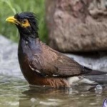 image of bird